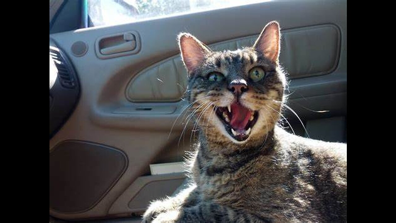 Funniest Animals 2022 π Funniest Cats and Dogs πΊπΆ Part 24 ο½ Pets Family