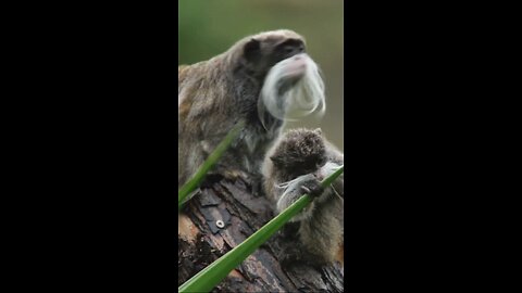 Emperor Tamarin: The Crowned Primate