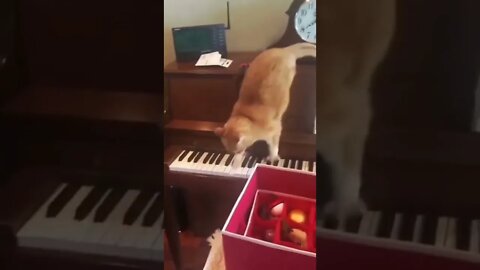 #foryou Cat 🤣🤣🤣🤣 #fyp #cat