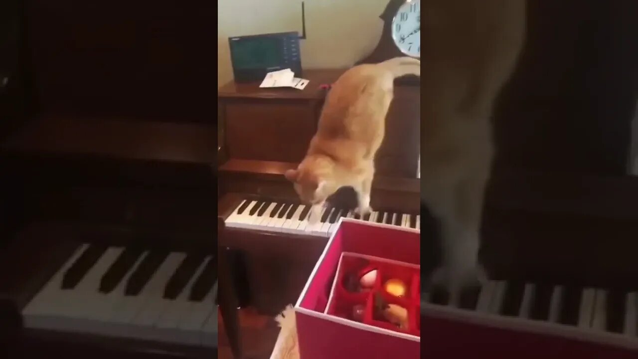 #foryou Cat 🤣🤣🤣🤣 #fyp #cat
