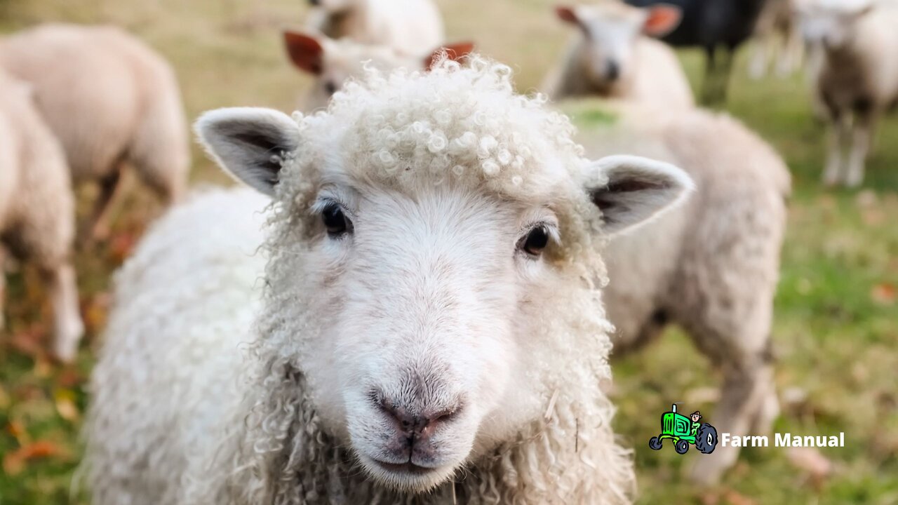 Farm | Sheep are awesome