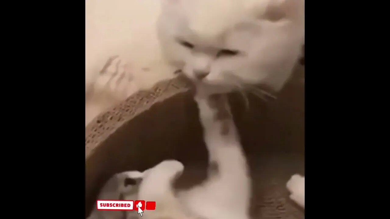 cute cat videos 😹 funny videos 😂1625