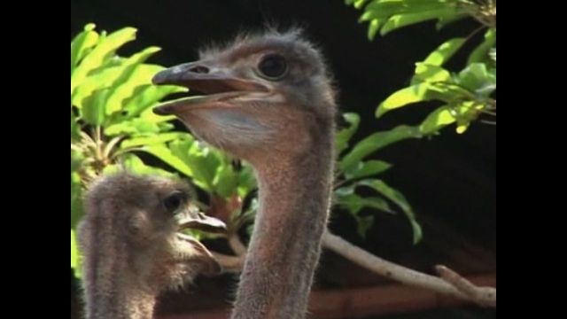 World's Biggest Ostrich Farm?