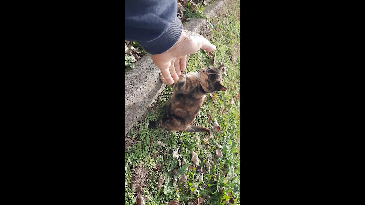 A cat2020