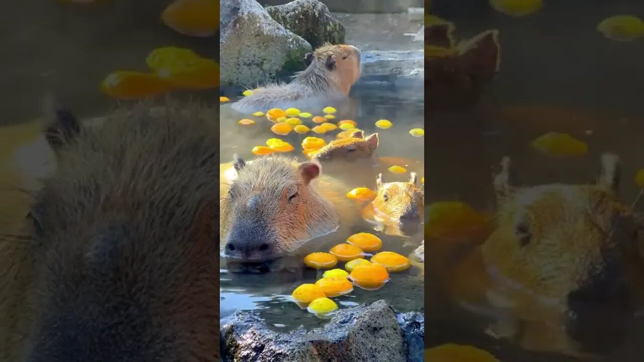 Capybaras relax in a hot spring