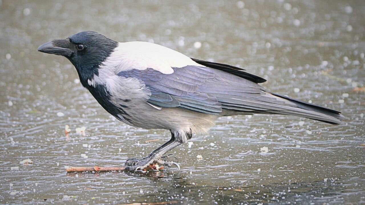 The Pond is Frozen Solid, so Hooded Crows on Ice it is