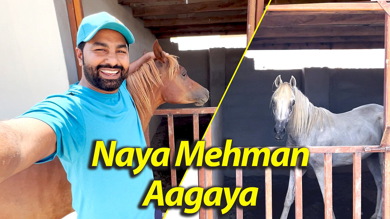 Naya Mehman aagya | farmhouse | madinah almunawara| madina vlog