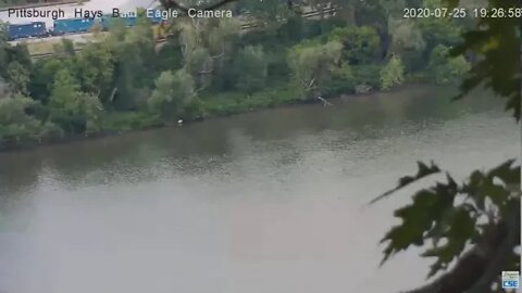 Bald Eagle flys on the Monongahela River 2020 07 25 726pm