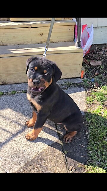 Doneyuno_Rotties