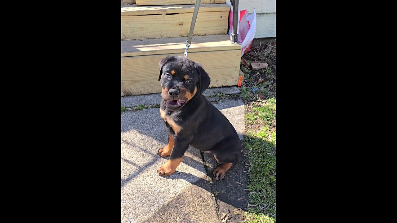 Doneyuno_Rotties