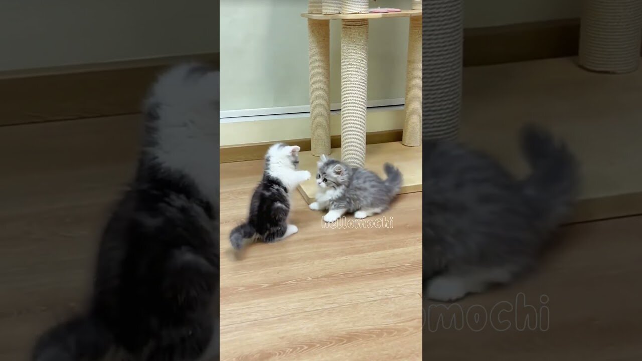 Little naughty kittens.
