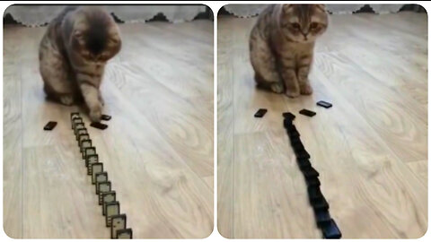 Cat playing Domino,Cute Cats,Funny Cats