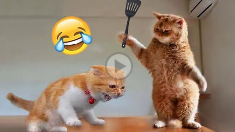 funny animals videos