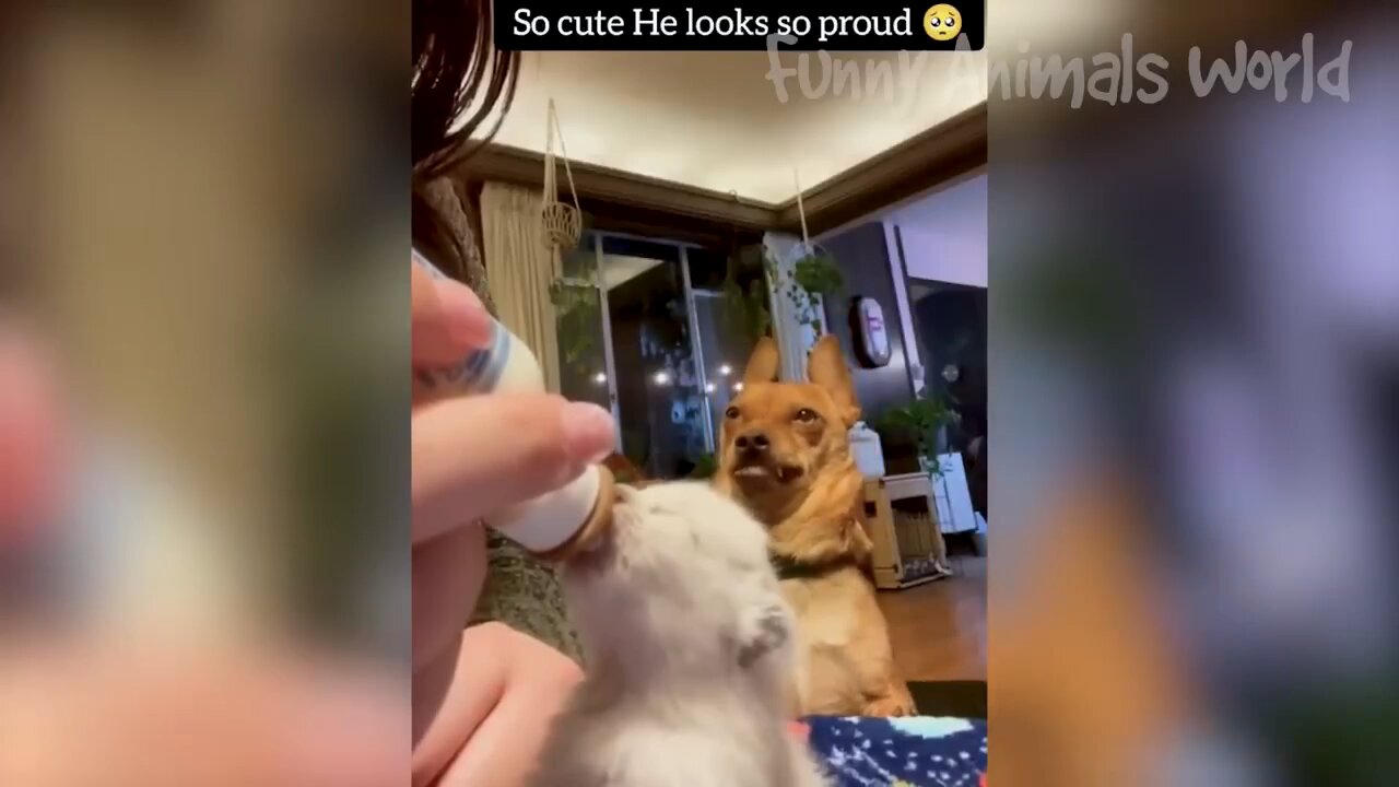 Compilation funny animal 2024 p4