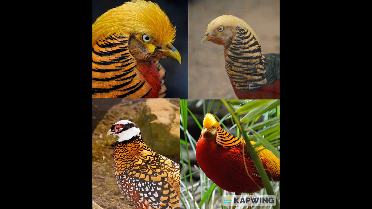 Beautiful Golden Pheasants and Wading Birds