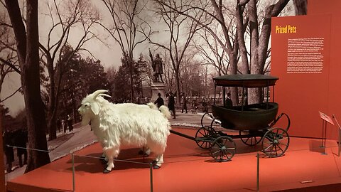 Pets & The City @ New York Historical Society (Manhattan)