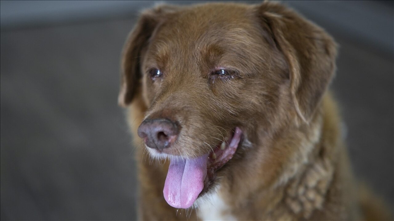 The Worlds Oldest Dog!🐶