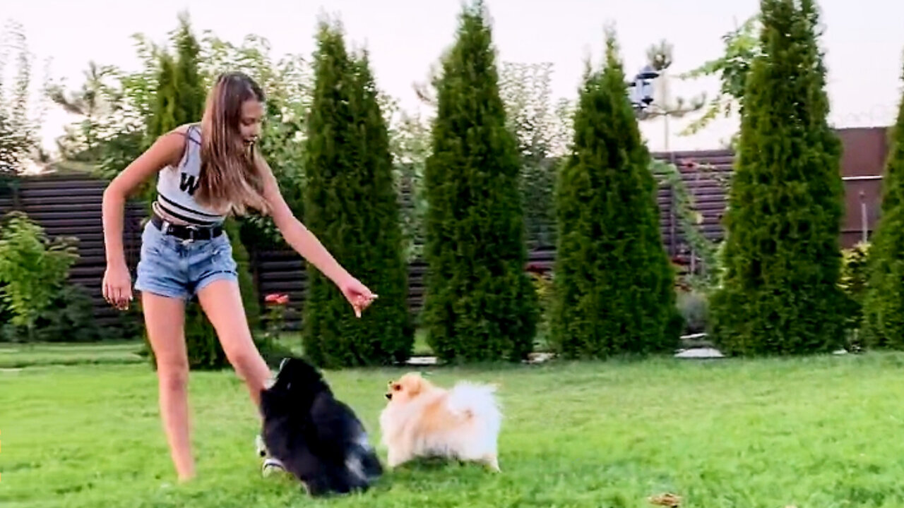 Funny cute pomeranian dog playing with ground