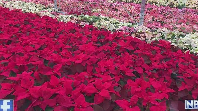 Annual Poinsettia Sale Benefits Denmark Lion's Club