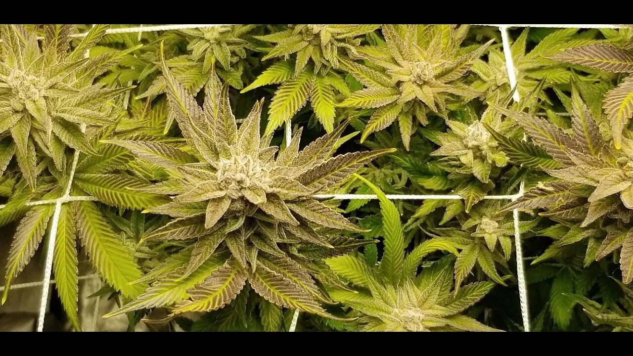 Seven Leaf Genetics "Leroy" Bx75 - BroGro Episode 10 Day 62 Flower NOT DONE YET!!