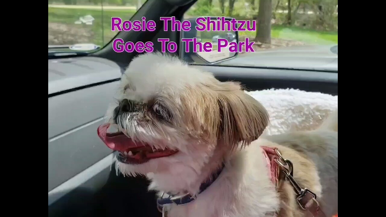 Rosie The Shihtzu Goes To The Park