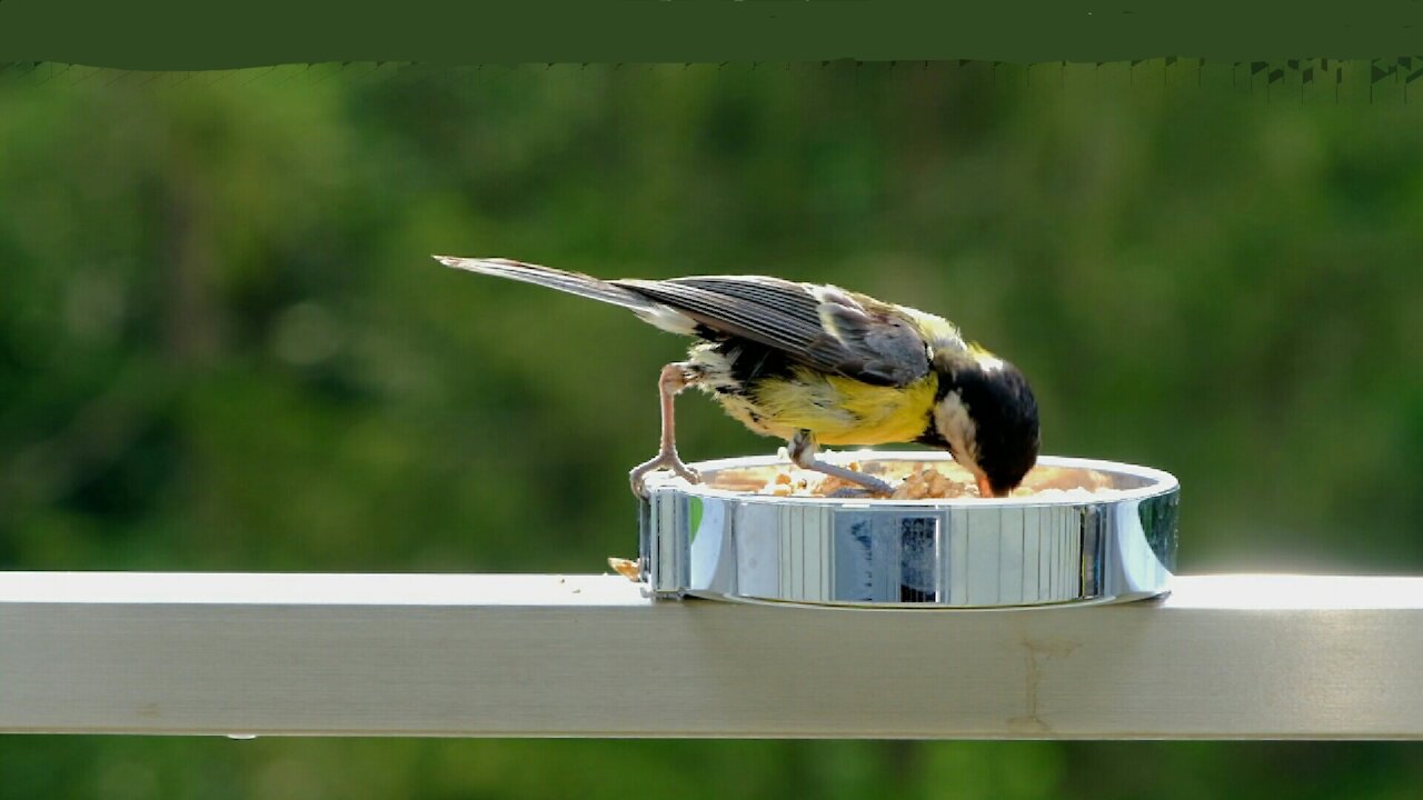 Beautiful bird mouvements in slow motion