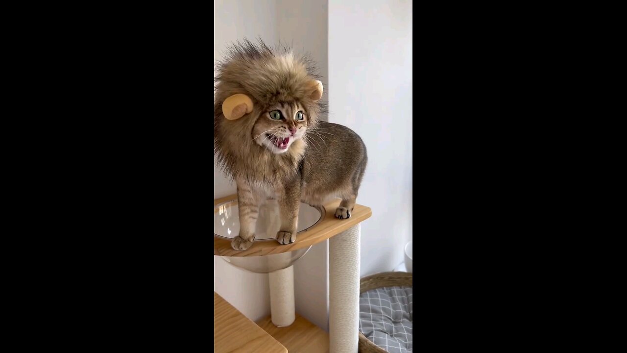 FunnyAnimal