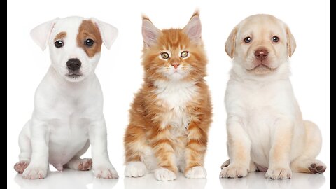Funniest Cats and Dogs Videos 2023 |New Funny Animals 2023