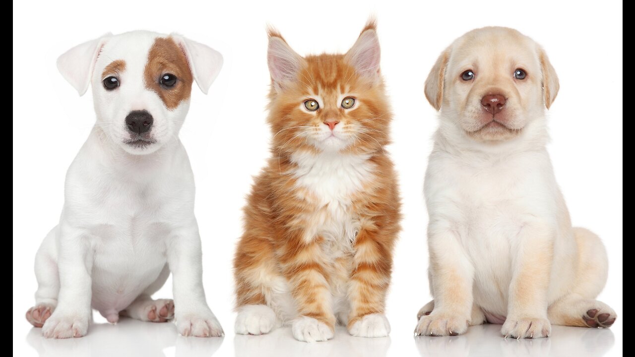 Funniest Cats and Dogs Videos 2023 |New Funny Animals 2023