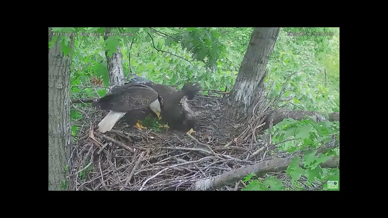 Hays Bald Eagles Mom brings in What? a Fish for H16 and a Salad for Us 2022 05 19 1541