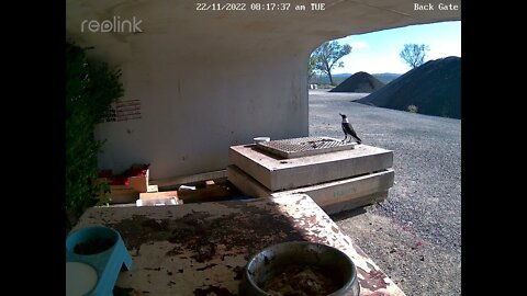 Baby magpie siblings