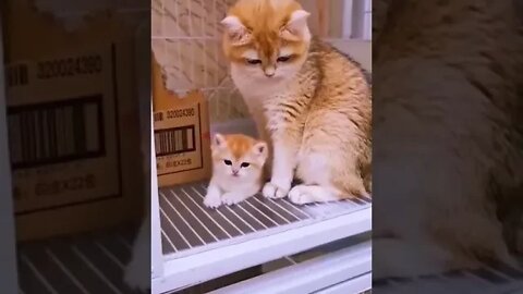 cute cat videos 😹 funny videos 😂 1112 😻 #shorts