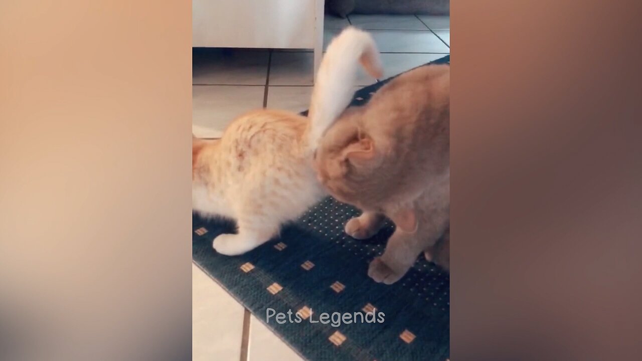 funny cat videos can't stop laughter