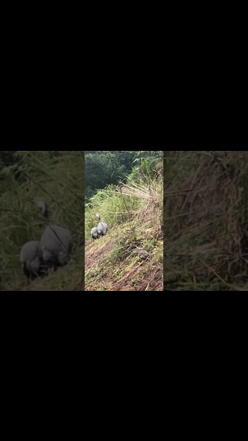Guinea fowl keets of all ages free range together