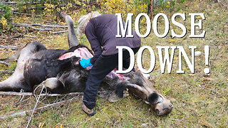 Moose Down