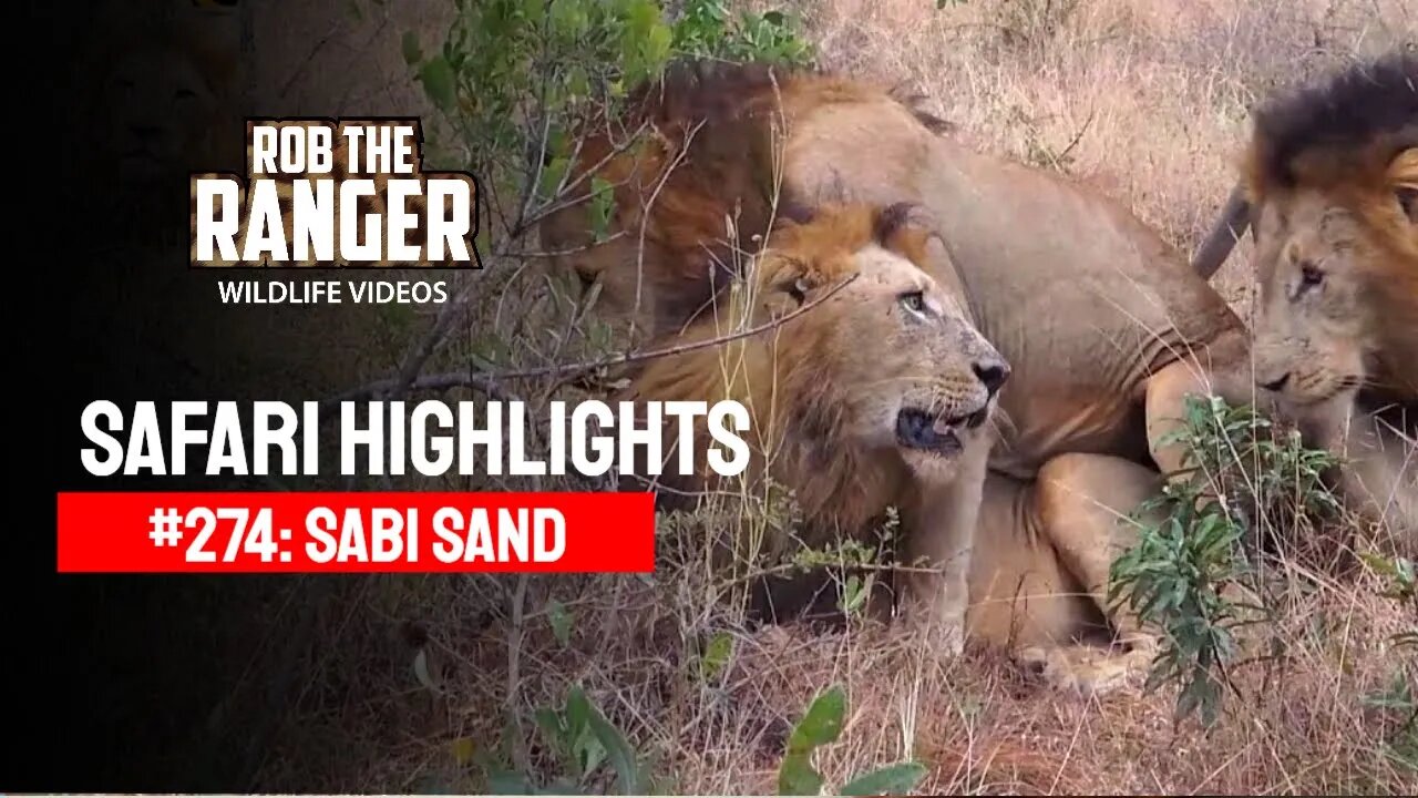 Safari Highlights #274: 23 - 27 May 2014 | Sabi Sand Nature Reserve | Latest Wildlife Sightings