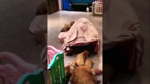 Wow How cute 😂❤️ please get this viral | #viral | #funnydogs | #trending | #shorts