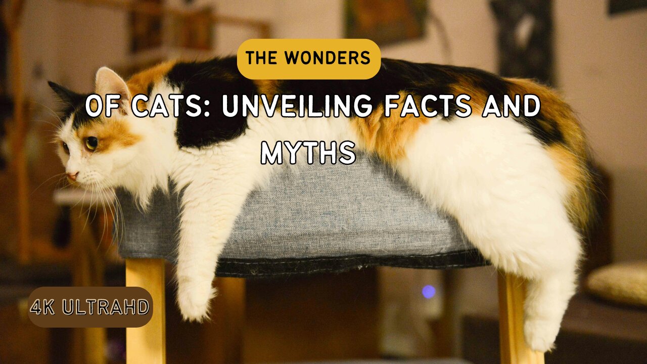 The Wonders of Cats: Unveiling Facts and Myths