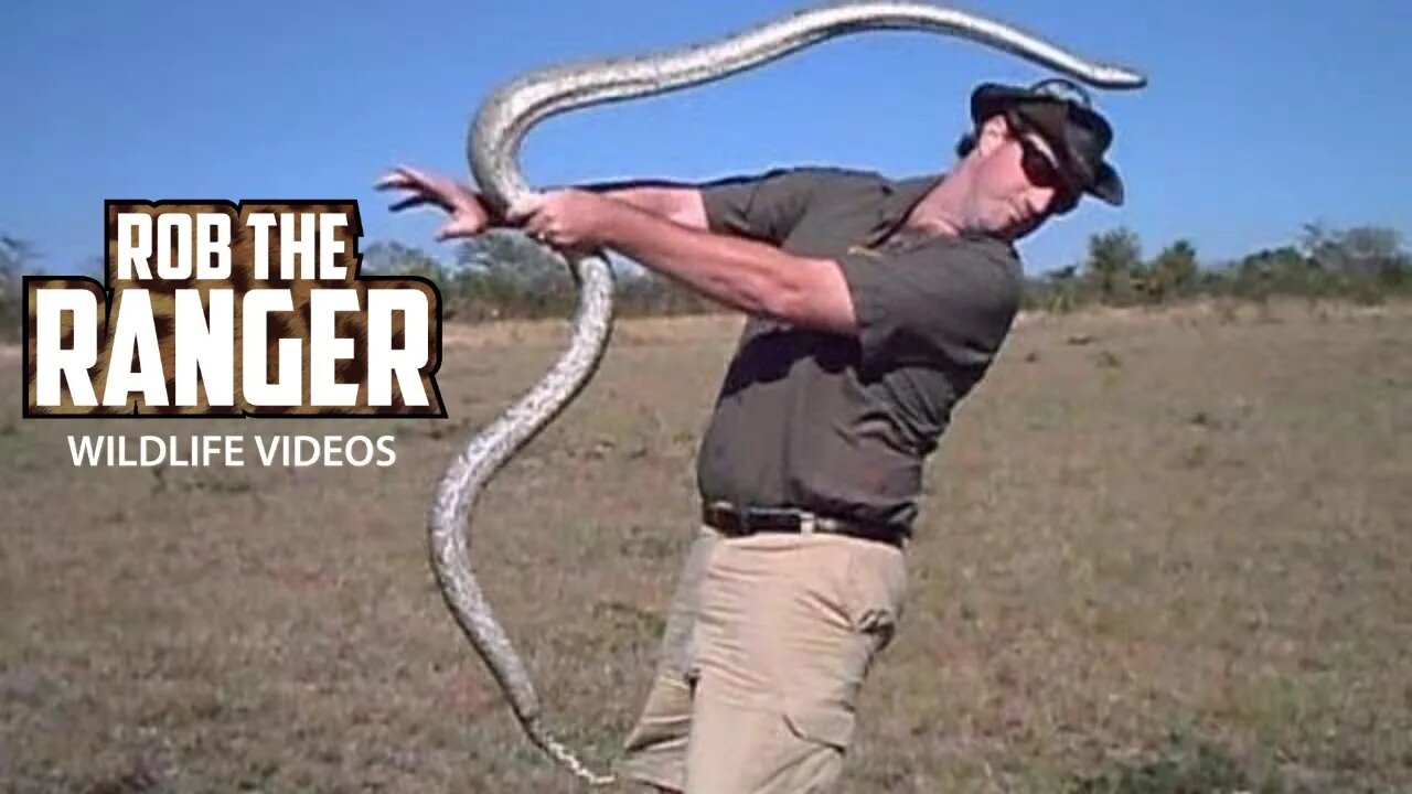 SNAKE IN THE FACE!!!! (Updated & Remastered)