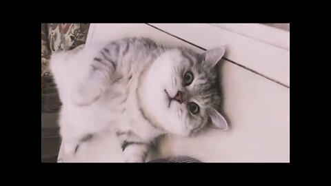 🐱Cutest Cats🐱Videos Compilation#077