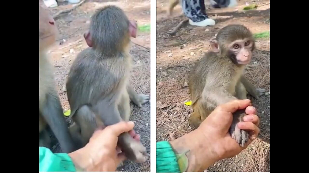 A funny clip of a monkey who discovered that whoever holds his hand is not his wife