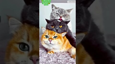 cute cat videos 😹 funny videos 😂 1130 😻 #shorts