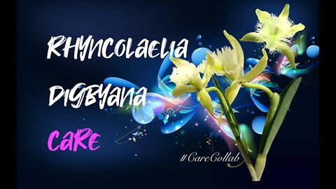 How to grow Rhyncolaelia digbyana | Self-Watering & #leca | Cool winters | #CareCollab