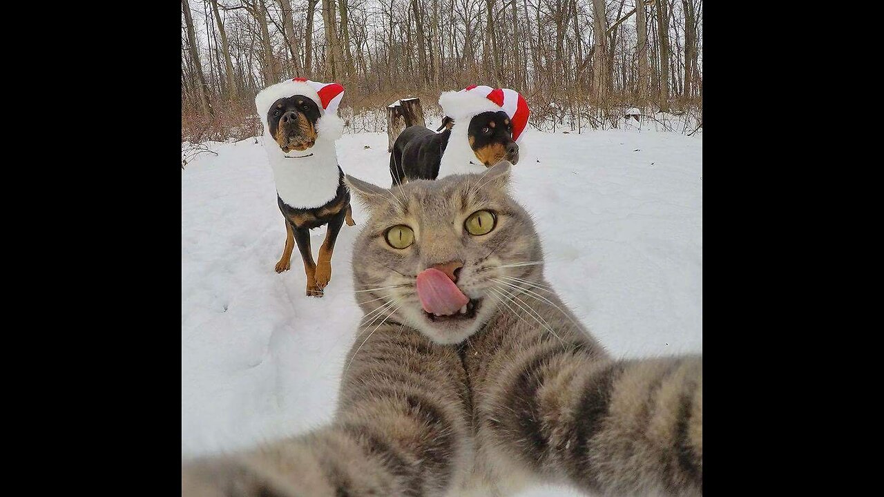 best funniest animal videos 2023 😂 funny cats and dogs 😹🐶