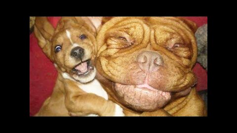 Funny Animal Videos It Makes You Heart Feel Happy 100% 🐶🐱🤣🥰 #81