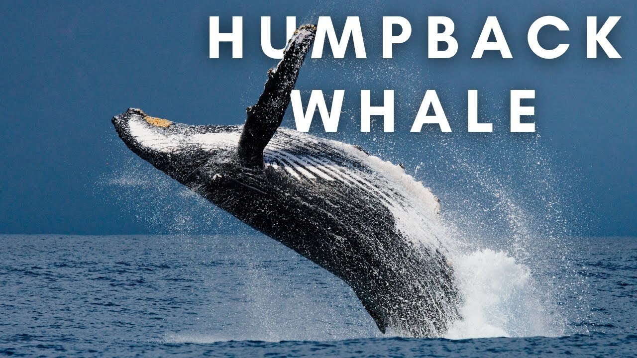 Humpback Whale | Aquatic | Migration | No Copyright Video | Stock Footage