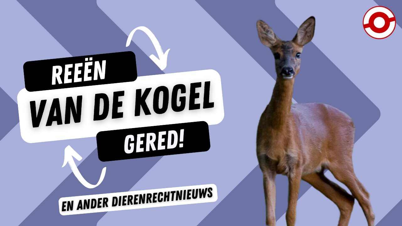 Dierenrecht nieuws 1 november 2024