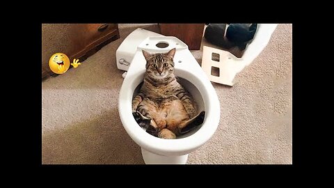 😱 It's To LAUGH When Watching This Video Of The FUNNIEST CATS On Earth 😱 - Funny Cats Life
