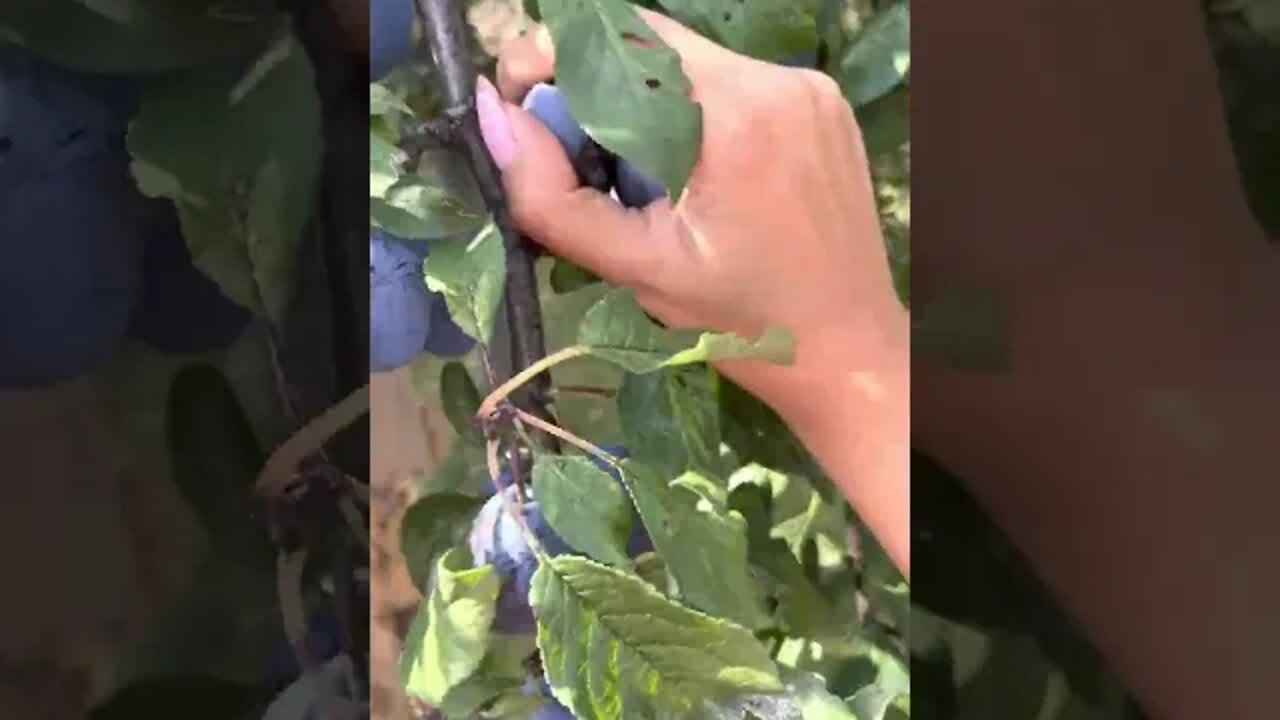 Домашното ми е любимо 💜 #shorts