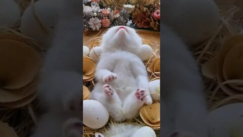 funny cat videos | cute cat videos| cute animals funny cats #shorts #shortsfunny #cutecat #funnycat